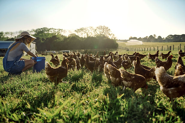 Young Farmer with Flock of Chickens